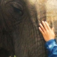 Magic moment of the week: Coming face to face with an African elephant 1