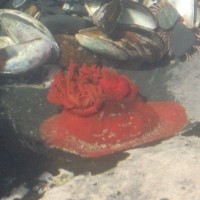 Magic moment of the week: Rock pools, boring? DSCF1989a