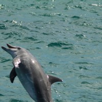 Magic Moment of the Week: Nature at Play smiling dolphin