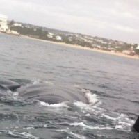 Magic Moment of the Week: Close encounter with southern right whales Whale encounter