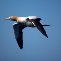 Magic Moment of the Week: The Gannet Cape Gannet