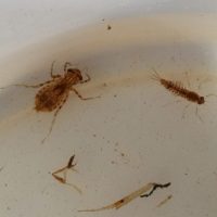 June_Two_macroinvertebrate_species_found_this_month[1]