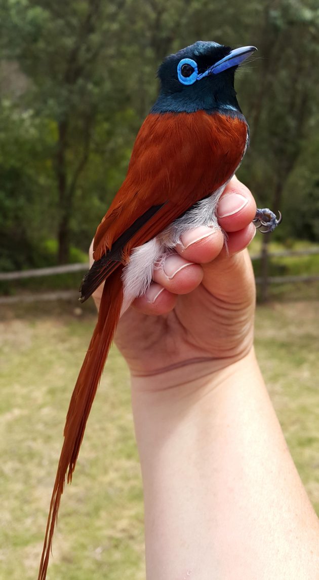 october-a-stunning-male-paradise-flycatcher