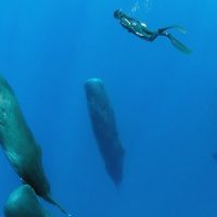 sleeping-sperm-whales