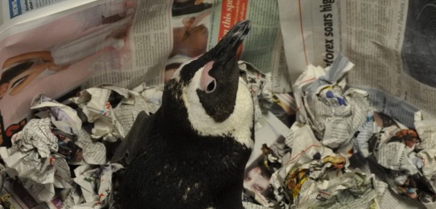 Penguin Rescue11