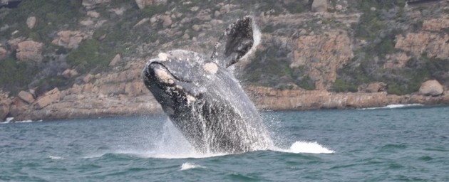 whale breach12