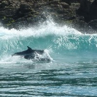 dolphin magic moment