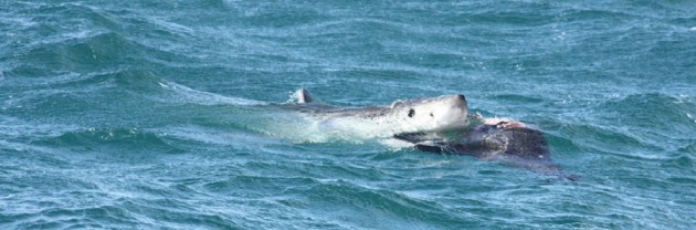 shark taking seal