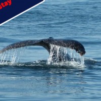 Whale season special offer banner