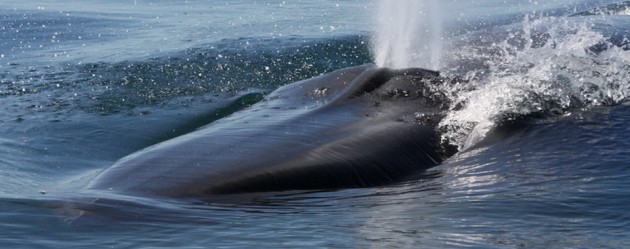 Brydes whale in plett