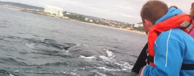 Whale  encounter