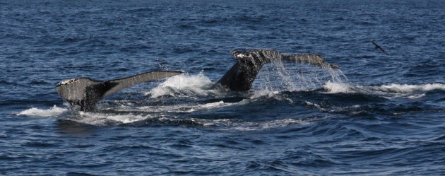 whale tails