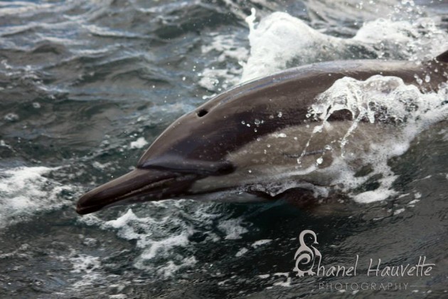 common dolphins OrcaFoundation southafrica