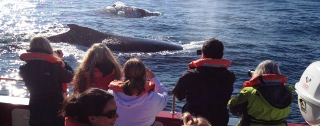 Humpback Whales Close To Boat Plett orcafoundation1