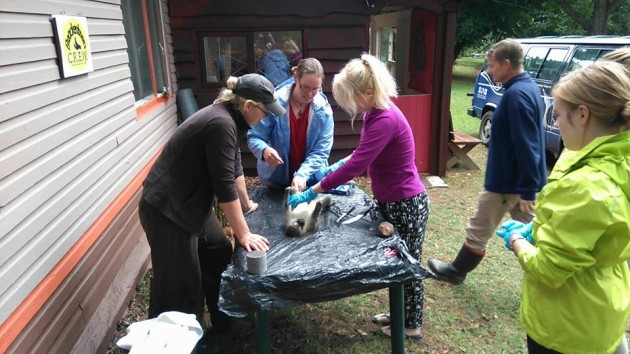 March About to dissect the electrocuted Vervet Monkey1