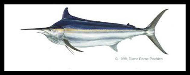 ORCA foundation southAfrica marlin
