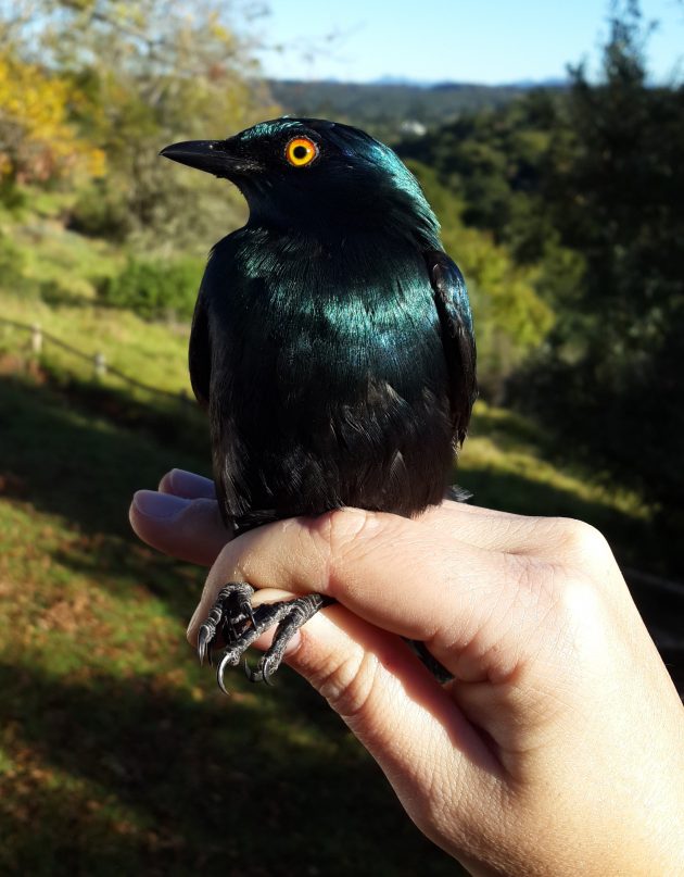 June_A_beautiful_Black-bellied_Starling[1]