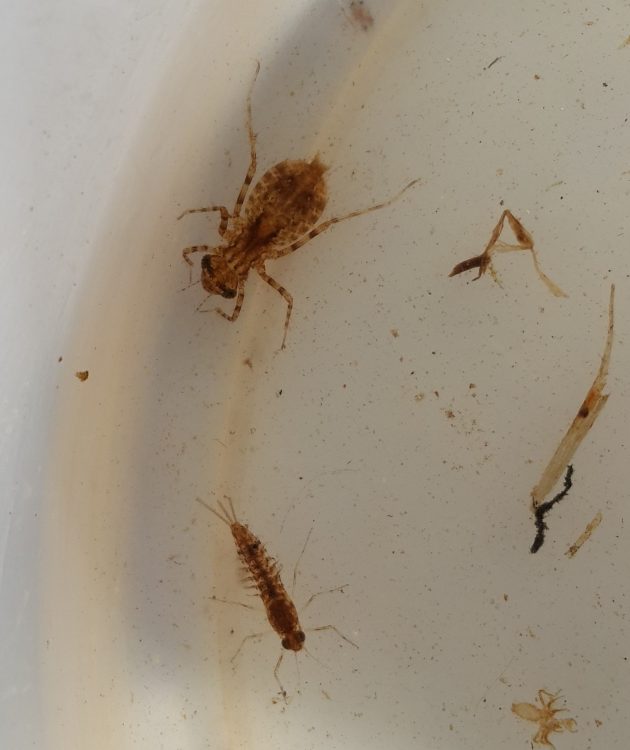 June_Two_macroinvertebrate_species_found_this_month[1]