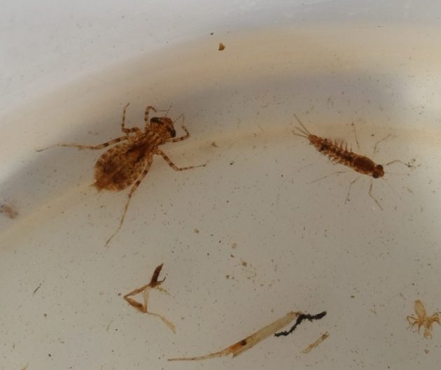 June Two macroinvertebrate species found this month1 e1467356730462