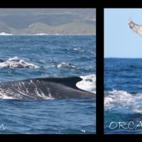 ORCA_foundation_South_africa