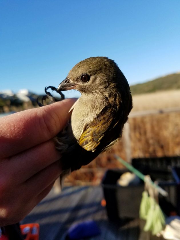 July A Lesser Honeyguide1