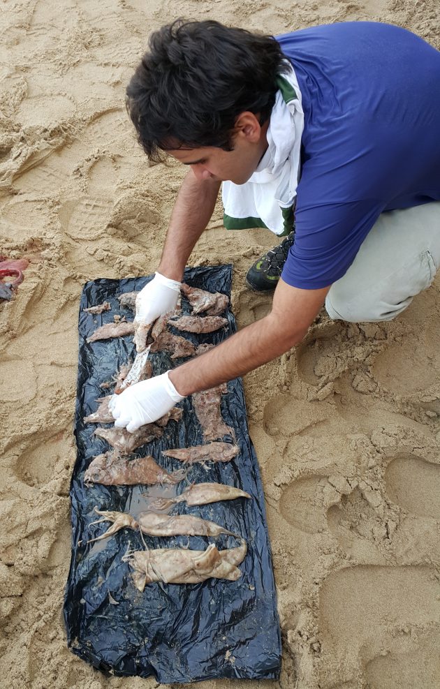 August Sorting through the stomach contents of the stranded Bottlenose Dolphin