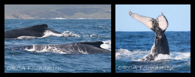Humpback whales Plett orca