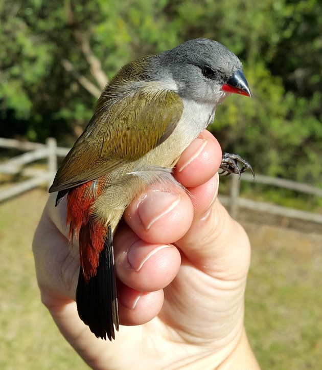 10.2 What a gorgeous Swee Waxbill weighing in at 7.9g