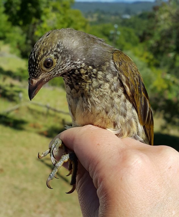 12.1 Scaly throated honeyguide at Brackenburn Private Nature Reserve