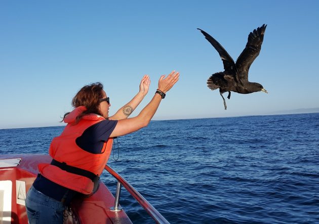 12.2 White chinned Petrel being released