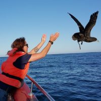 12.2 White-chinned Petrel being released