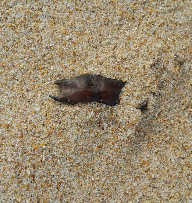 13.1 Puffadder shyshark egg case partially covered by sand