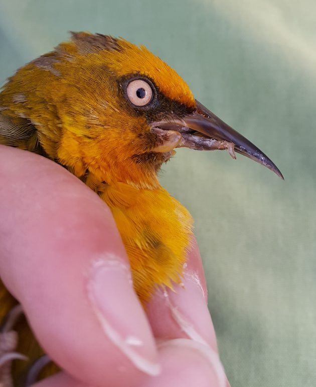 13.2 Juvenile male Cape weaver missing his lower mandible