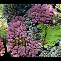 69-coral-reef-960x353