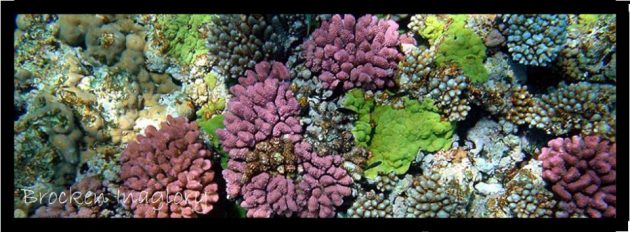 69 coral reef 960x353