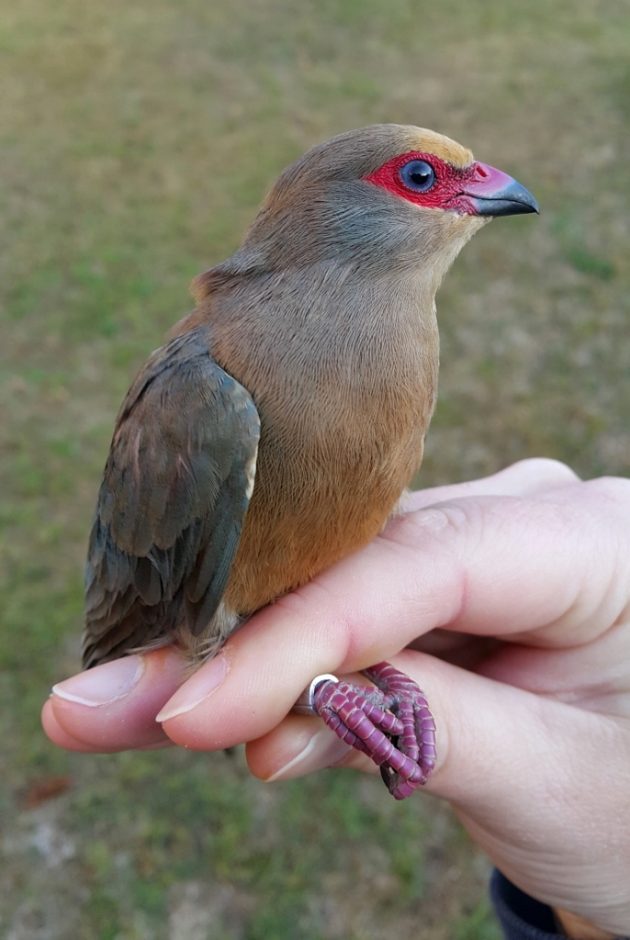 14.1 What a beautiful red faced mousebird 1