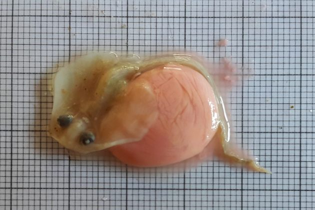 17.1 Embryo of a twineyed skate 1