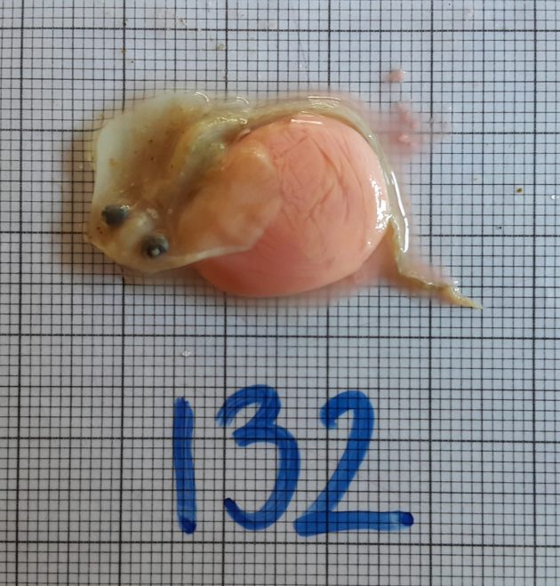 17.1 Embryo of a twineyed skate