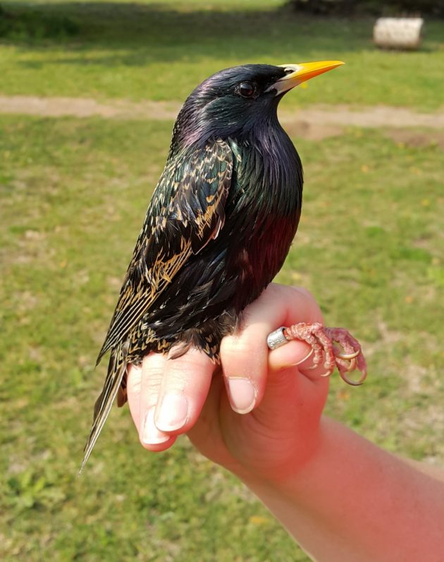 17.3 A beautiful common starling