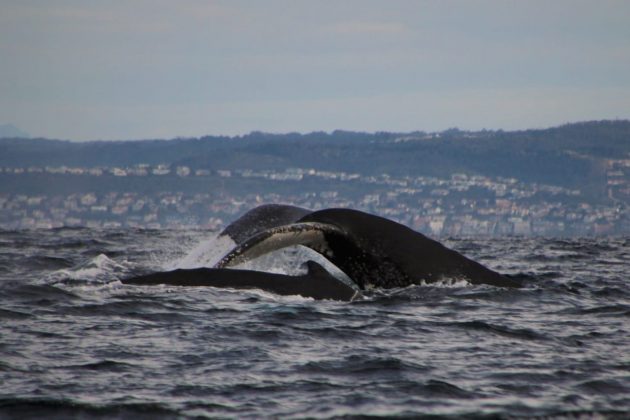 ORCA Foundation humpback whale