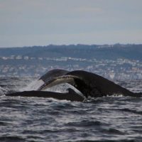ORCA_Foundation_humpback_whale
