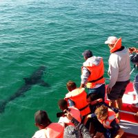 Great white shark sighting in the Robberg Marine Protected Area