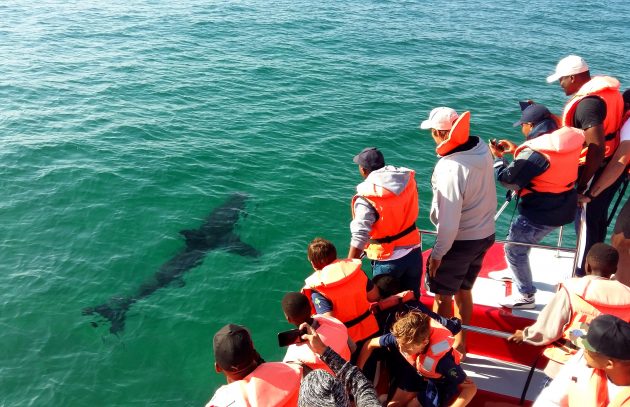 Great white shark sighting in the Robberg Marine Protected Area
